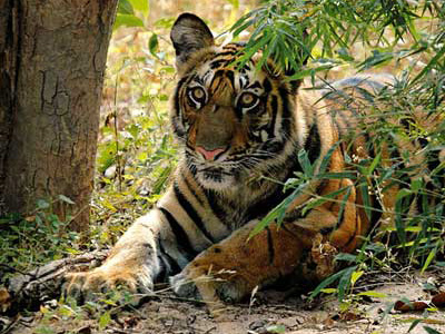 Indien-Tigersafaris und Rundreisen Tiger-Beobachtung auf Indien-Safari
