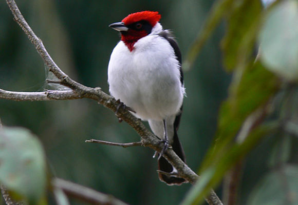 Individualreisen Kolumbien – der Vogelwelt auf der Spur Roter Kardinal im Vogelparadies Kolumbien