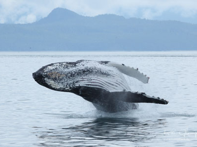 Kanada-Tiersafaris und Rundreisen mit Walbeobachtung Springender Buckelwal in Kanada