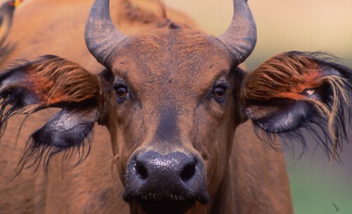 Zentralafrika-Reisen mit Tiersafaris Waldbüffel in Zentralafrika