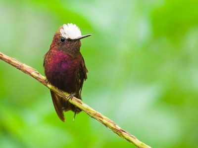 Schneekappenkolibri in Costa Rica