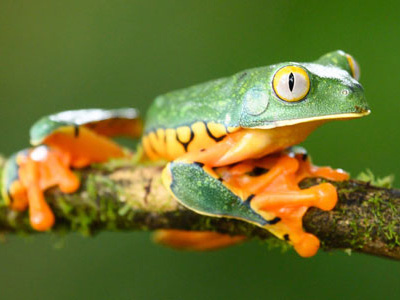 Herrlicher Laubfrosch in Costa-Rica