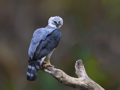 Harpyie - einer der größten Greifvogel zu beobachten auf einer DUMA-Naturreise