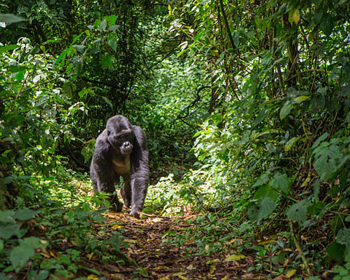 Berggorilla aufgenommen bei einem Gorillatrekking im Bwindi Nationalpark in Uganda