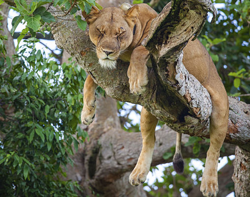 Ein Löwe ruht sich im Baum aus