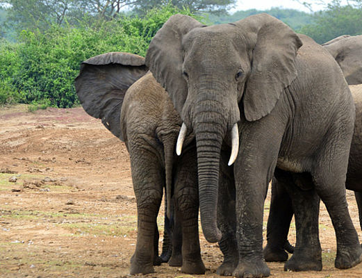 Elefanten, gesehen auf einer Pirschfahrt in Uganda