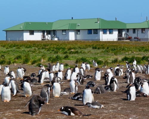 Eselspinguine vor der Sea Lion Lodge