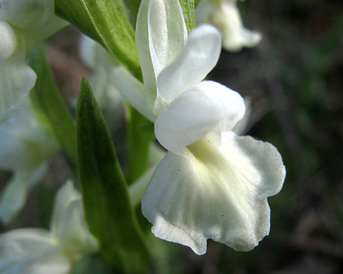 Dactilorhiza romana albiflora (c) H. Heitz